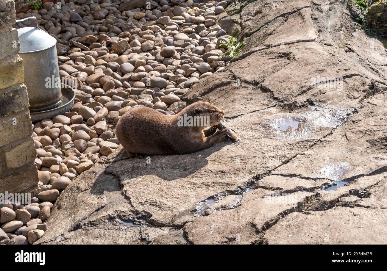 Asian breve artigliato Otter mangiare pesce Foto Stock