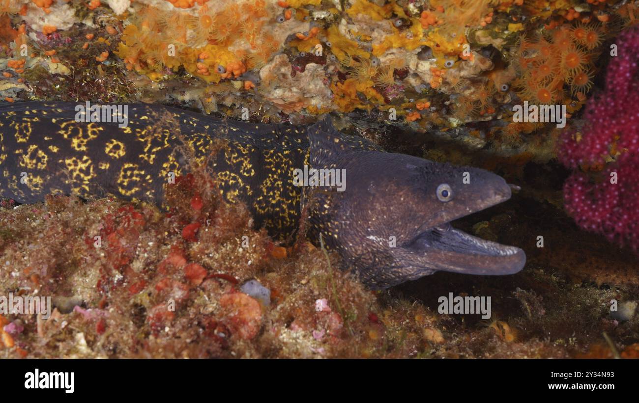 Murena mediterranea (Muraena helena) nascosta nella colorata barriera corallina. Sito di immersione Penisola di Giens, Provenza Alpi Costa Azzurra, Francia, Europa Foto Stock