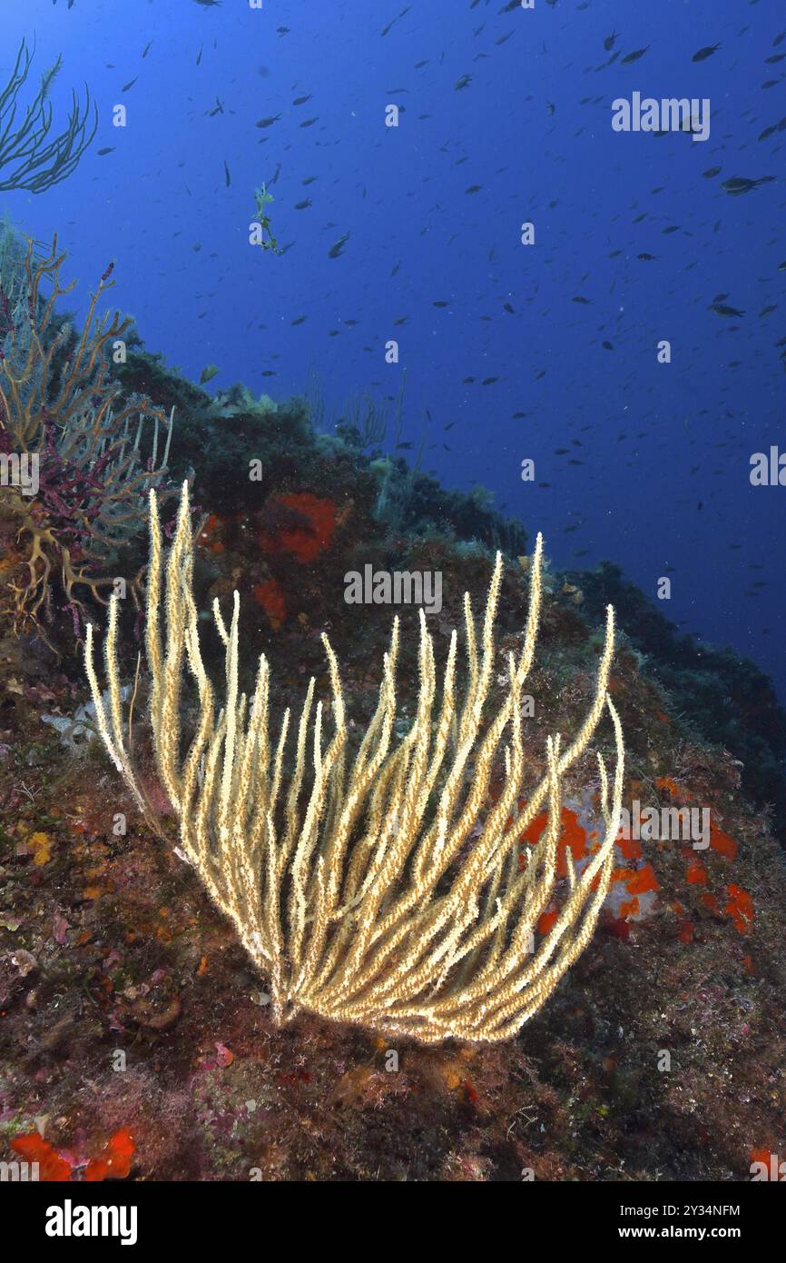 Gorgonie bianche (Eunicella singularis) con polipi aperti che crescono su una barriera corallina subacquea. Sito di immersione Penisola di Giens, Provenza Alpi Costa Azzurra, Francia Foto Stock