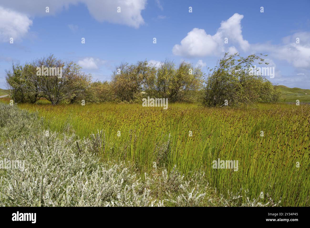 Paesaggio delle dune, bassa Sassonia Parco Nazionale del Mare di Wadden, Norderney, Frisia orientale, Frisia orientale, bassa Sassonia, Germania, Europa Foto Stock