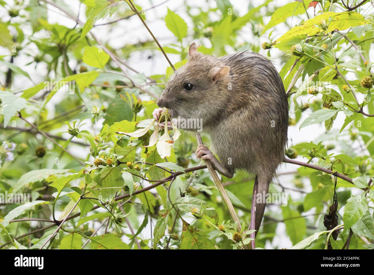 Un giovane ratto norvegese (Rattus norvegicus) che brinda su una foglia circondata da vegetazione verde in natura, Assia, Germania, Europa Foto Stock