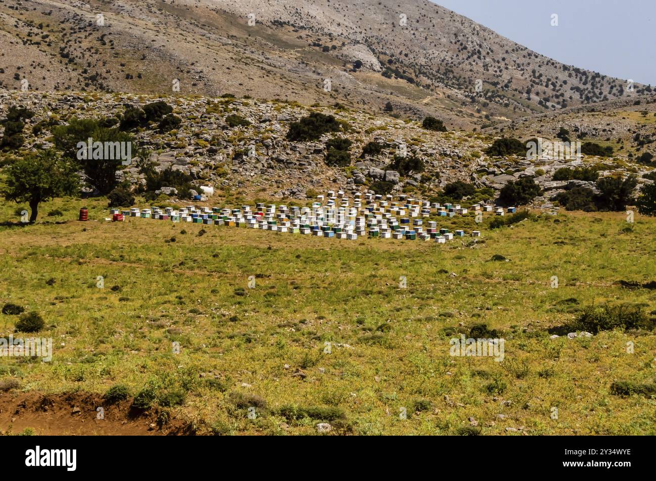 Diversi alveari di colori diversi pongono sui pneumatici. In campagna sull isola di Creta Foto Stock