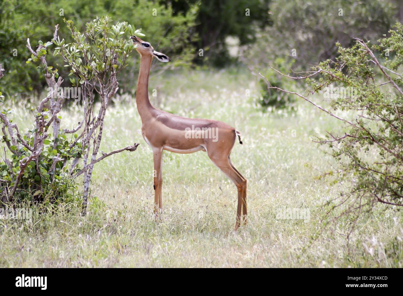 Antilope giraffa isolato nella savana del Parco di Tsavo in Kenya Foto Stock