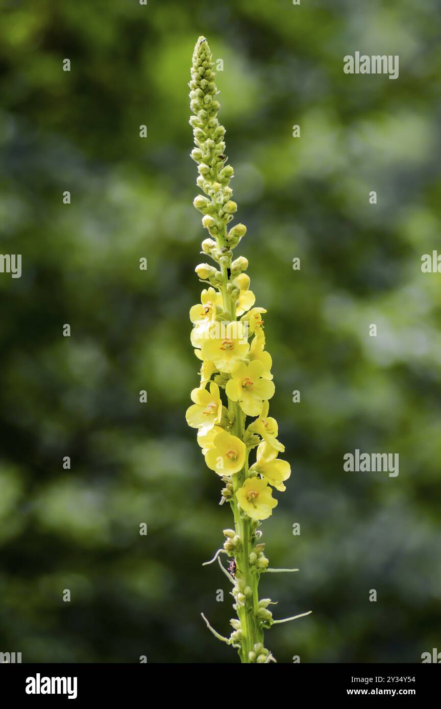 Primo piano di Reseda luteola, conosciuto come razzo dyer, erbacce dyer, saldatura, legno e erbacce gialle Foto Stock