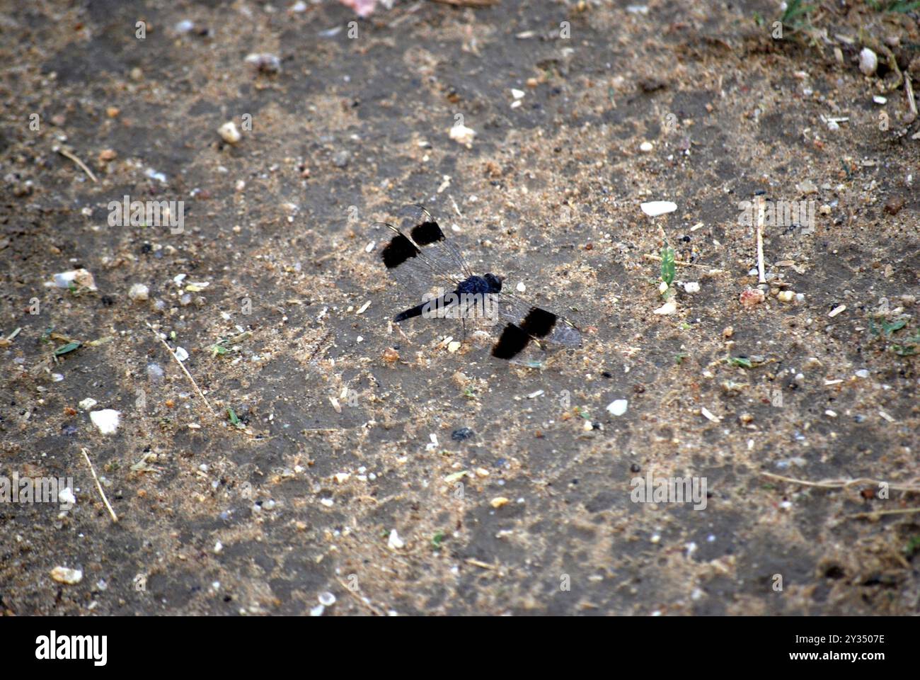 Dragonfly nero e blu sul terreno di un parco della Tanzania Foto Stock