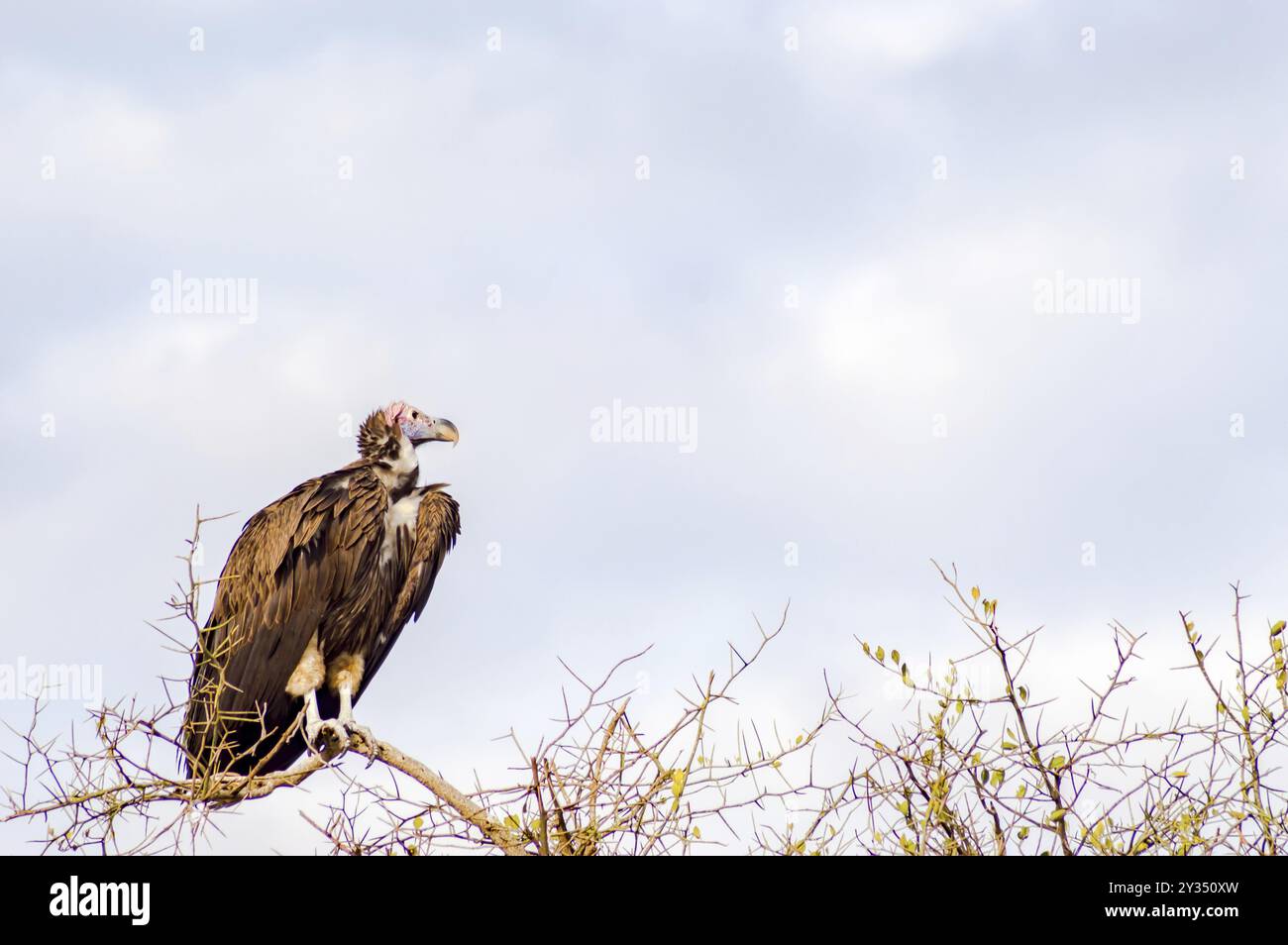 Vulture scavenger poste nella parte superiore di un'acacia nel parco del Masai Mara nel nord ovest del Kenya Foto Stock