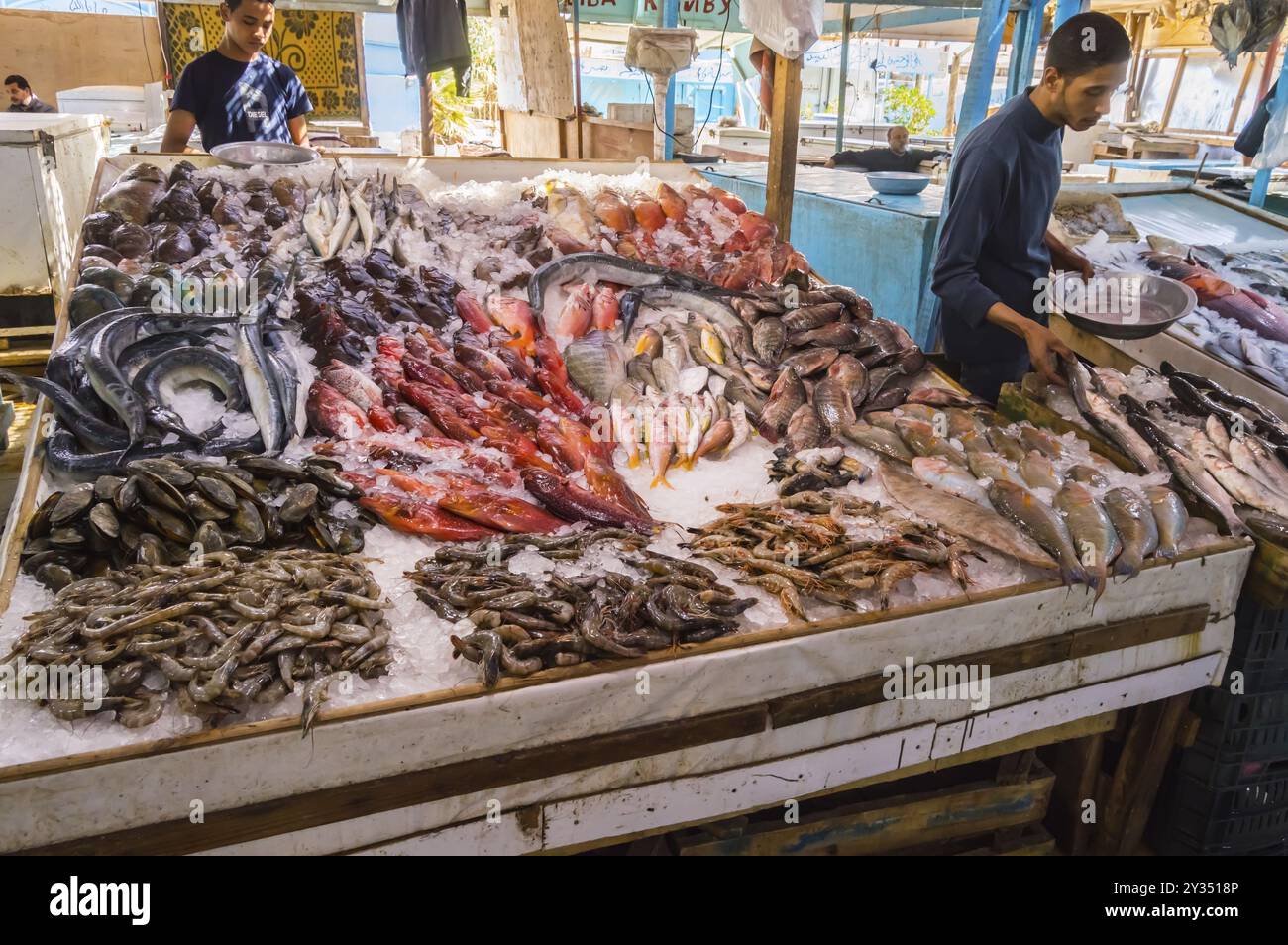 Visualizzazione di vari pesci la pesca nel Mare Rosso sul cammino della vecchia marina della città di Hurghada in Egitto Foto Stock