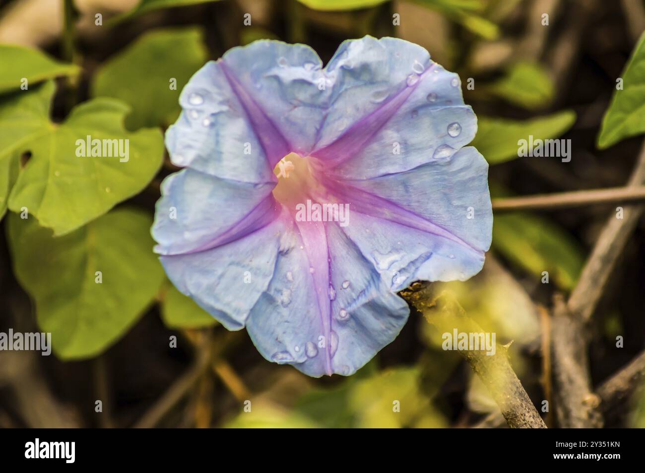 Ipomoea alba, anche chiamato fiore di luna a causa della sua fioritura notturna, è una specie di pianta della famiglia Convolvulaceae. Foto in un giardino a Nairobi Foto Stock