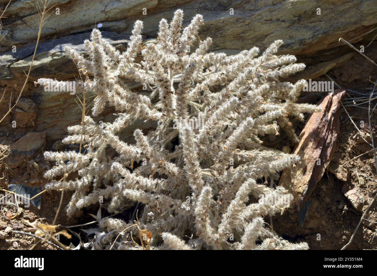 Pianta bianca che assomiglia alla schiuma sulle rocce Foto Stock
