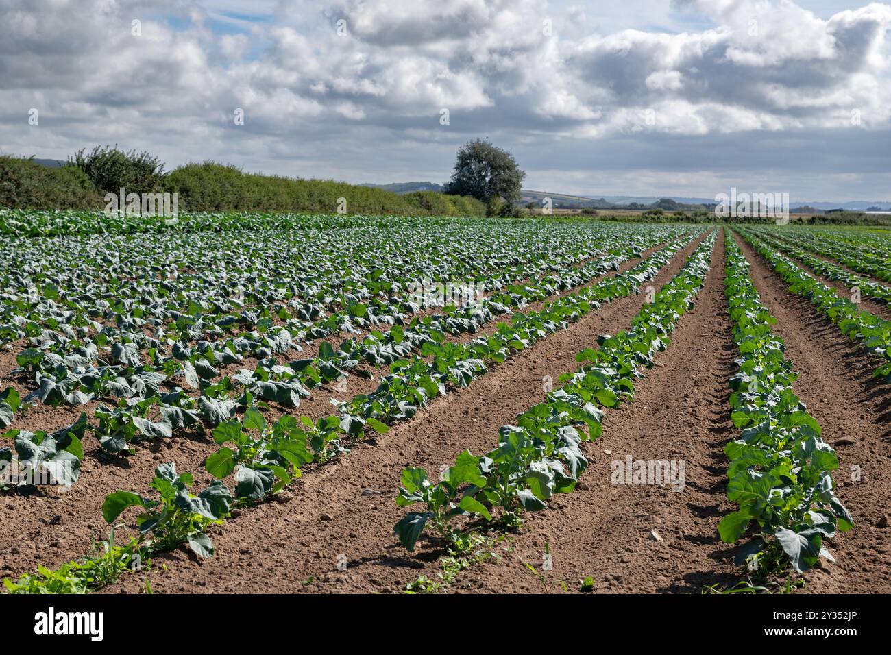 Giovani piante di broccoli in diverse fasi di crescita nel North Devon Regno Unito Foto Stock