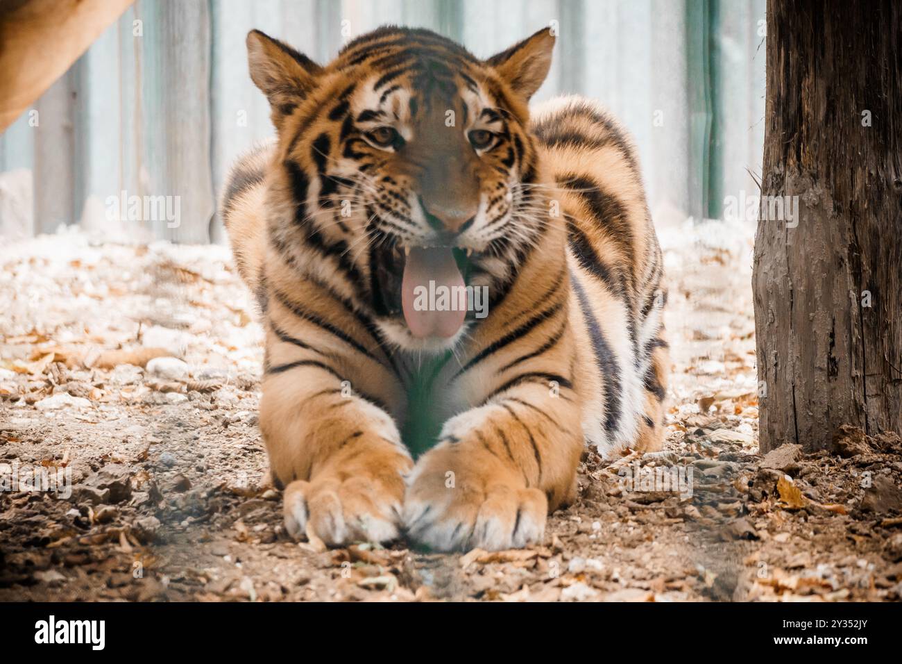 Una tigre maestosa che si rilassa nel fascino rustico della natura. Foto Stock