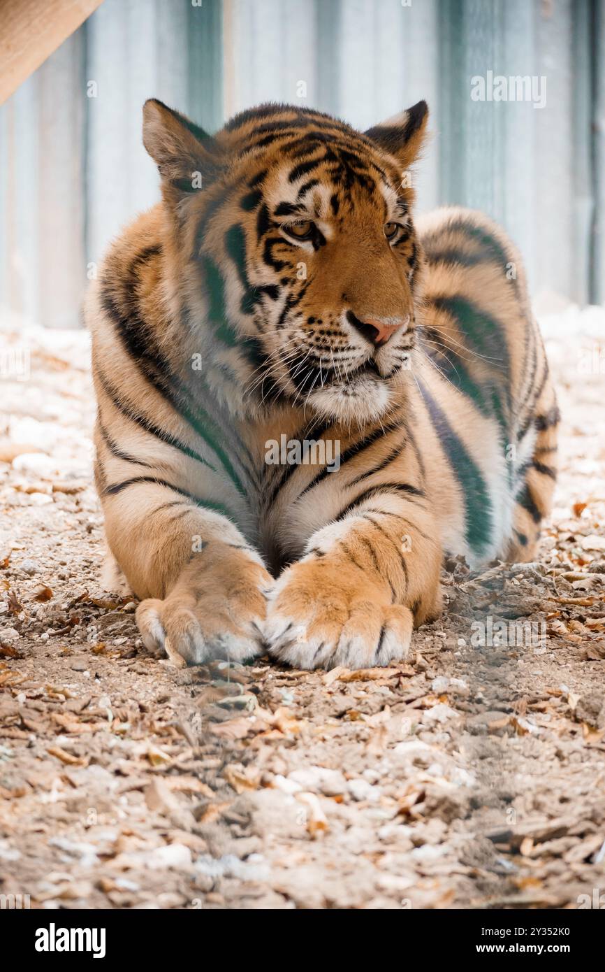 La maestosa tigre riposa serenamente sul pavimento della foresta, mostrando motivi sorprendenti e bellezza naturale. Foto Stock