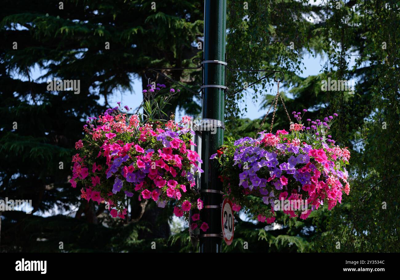 Cesti appesi di fiori colorati che decorano St Margarets, Londra, in estate Foto Stock