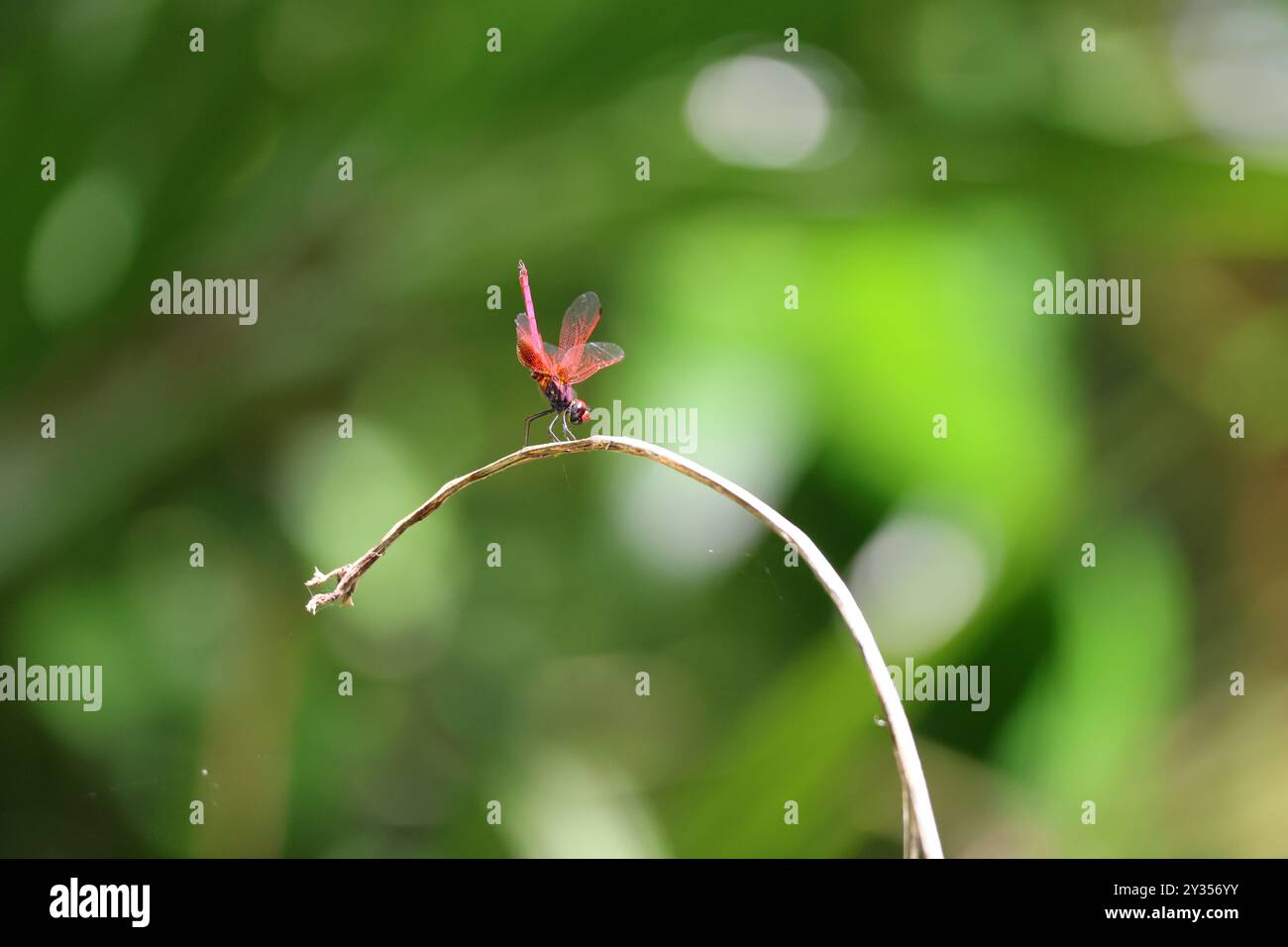 Libellula Foto Stock