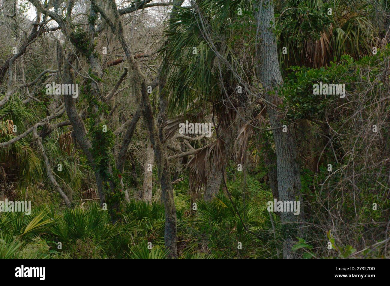 Ampia vista orizzontale del sole linee principali di copertura marrone del terreno con tre querce verdi inclinate in primo piano verso la luce Foto Stock