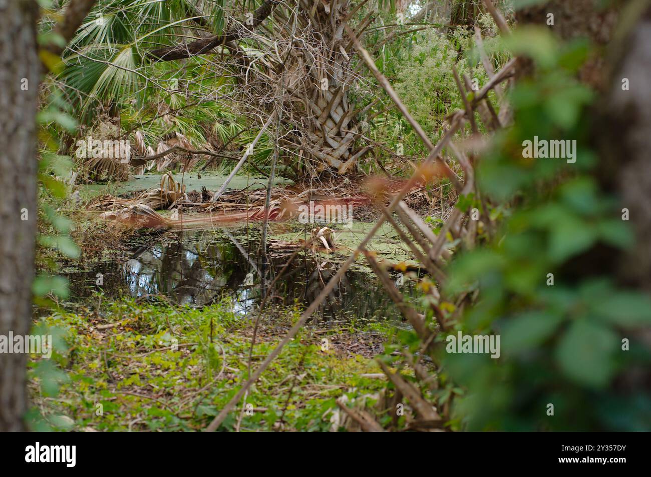 Vista orizzontale bassa e ampia incorniciata da palme sfocate ai lati sull'acqua con riflessi di fitti boschi, erba verde e copertura marrone del terreno e. Foto Stock
