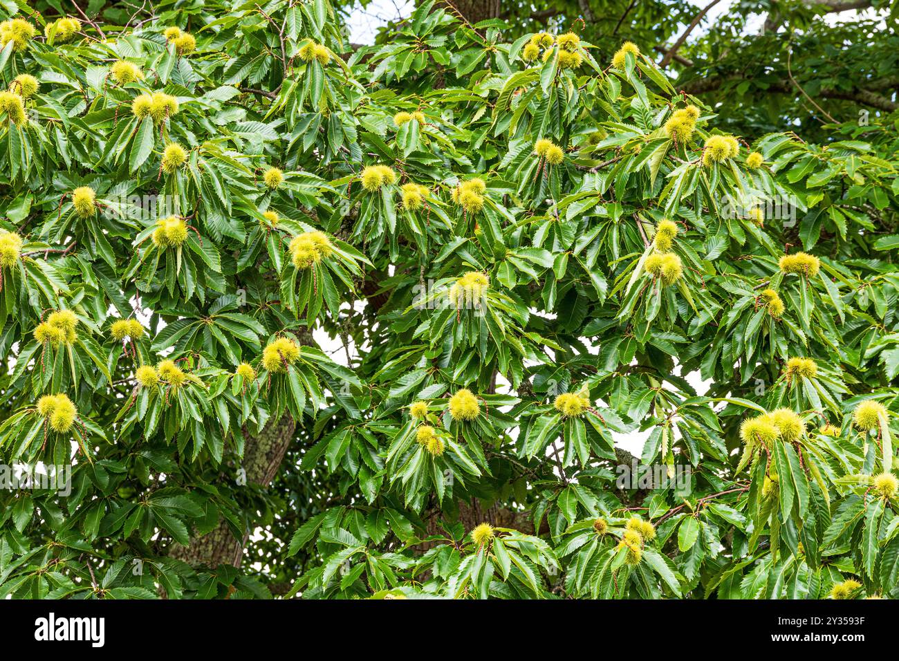 Castagne dolci (Castanea sativa Mill) maturate a settembre sull'isola Brownsea a Poole Harbour, Dorset, Inghilterra Regno Unito Foto Stock