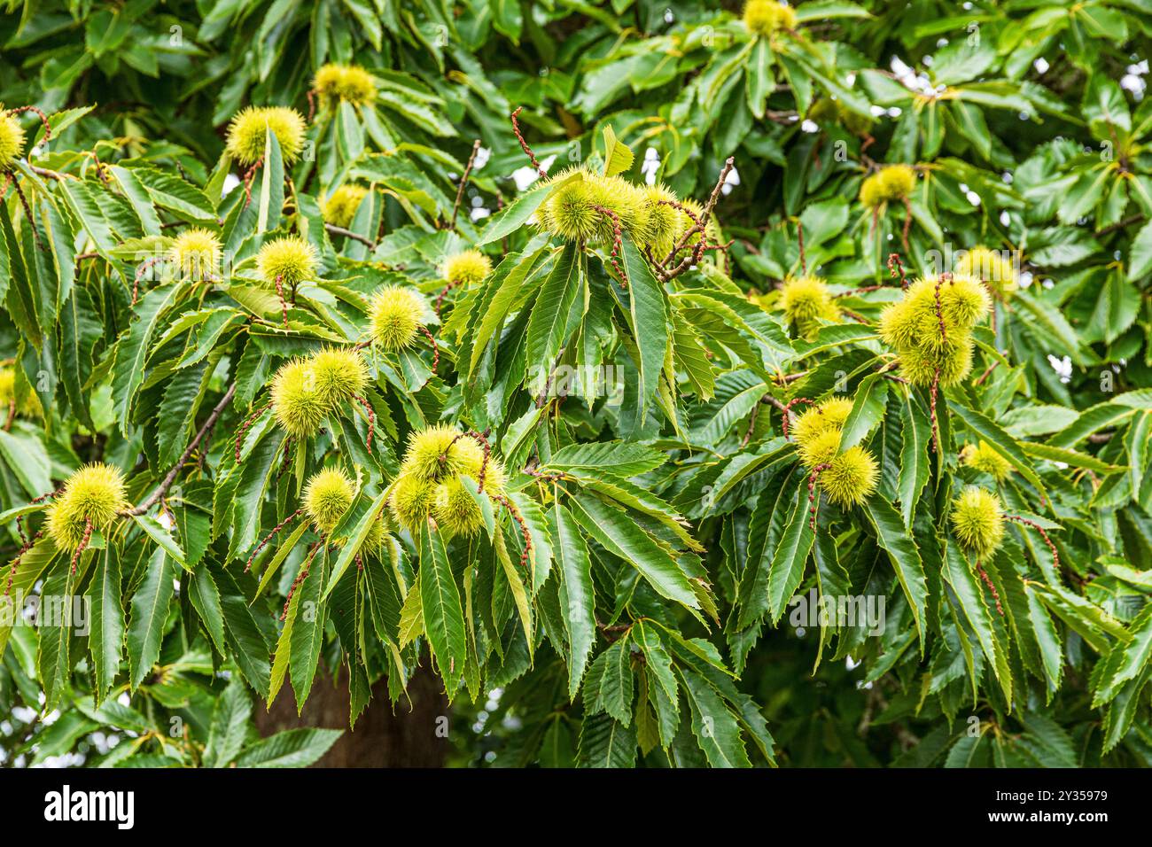 Castagne dolci (Castanea sativa Mill) maturate a settembre sull'isola Brownsea a Poole Harbour, Dorset, Inghilterra Regno Unito Foto Stock