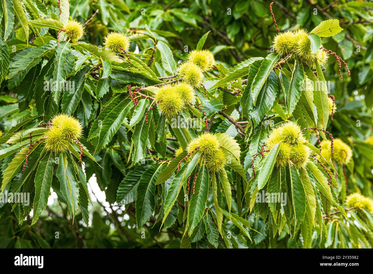 Castagne dolci (Castanea sativa Mill) maturate a settembre sull'isola Brownsea a Poole Harbour, Dorset, Inghilterra Regno Unito Foto Stock