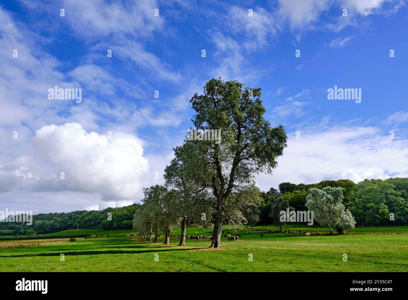 Avenue of Poplar Trees a Milborne Port, Somerset Foto Stock