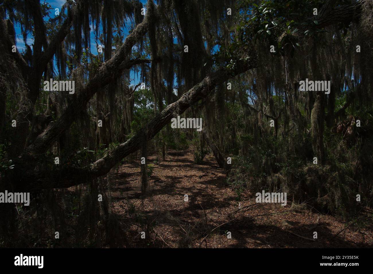 Ampia vista orizzontale del sole linee principali di copertura marrone del terreno con tre querce verdi inclinate in primo piano verso la luce Foto Stock