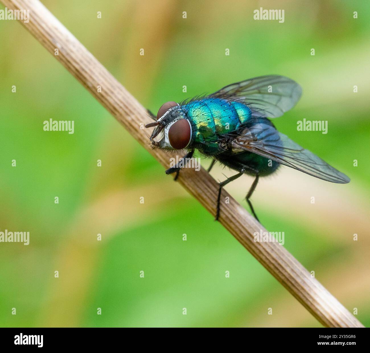 Greenbottle fly Lucillia sericata un comune e colorato con mosca carnaria lucido corpo metallico e conker occhi marroni - REGNO UNITO Foto Stock