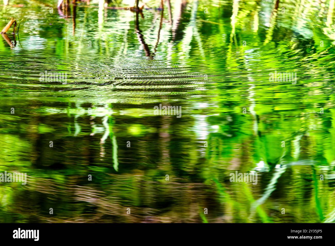 Vista della superficie dell'acqua del fiume Würm con intense alghe verdi e piante, con movimento dell'acqua Foto Stock