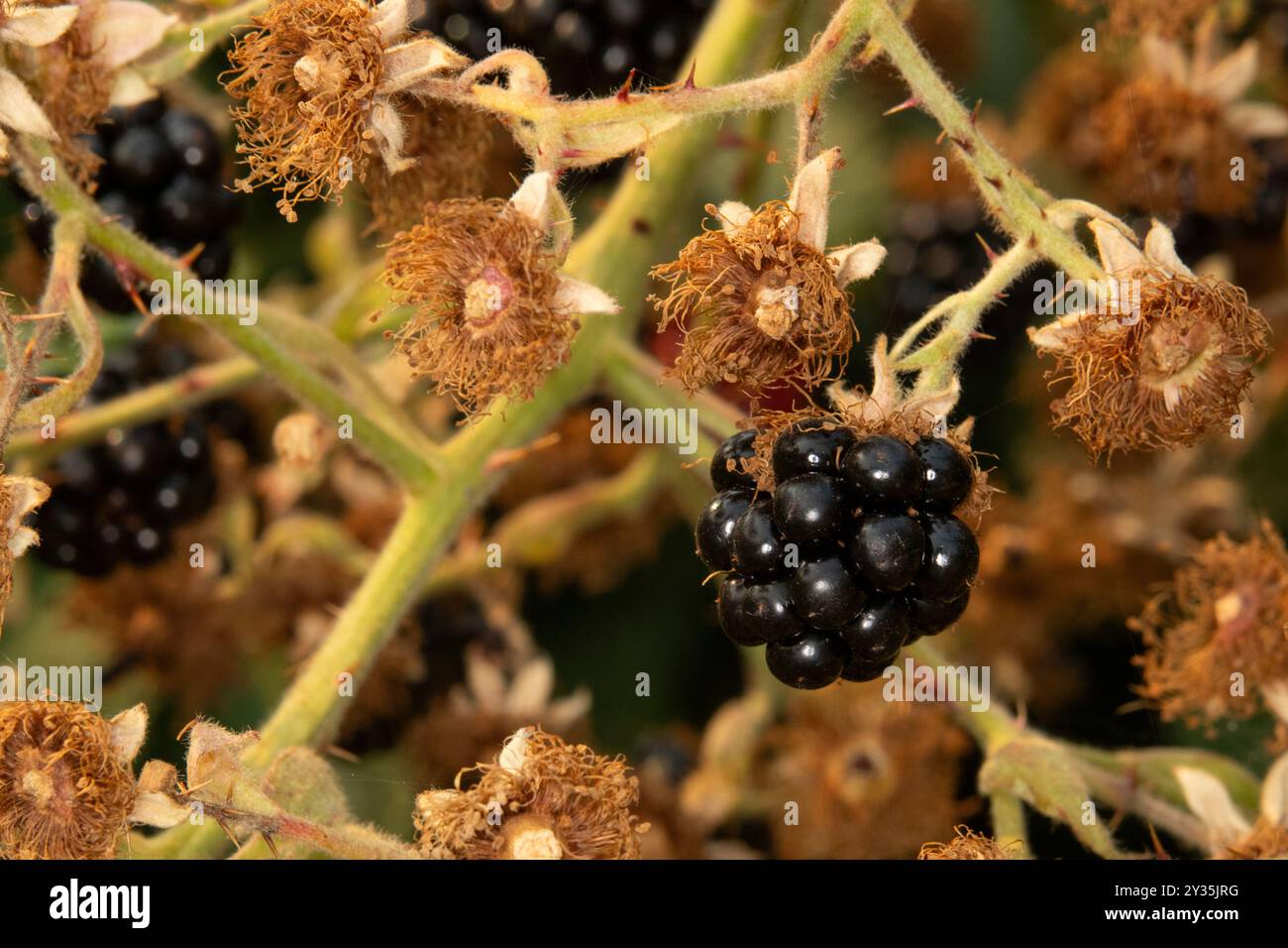 Primo piano di Pacific BlackBerry, noto anche come rubus ursinus. Questo cespuglio di bacche selvatiche ha deliziose more pronte per essere mangiate Foto Stock