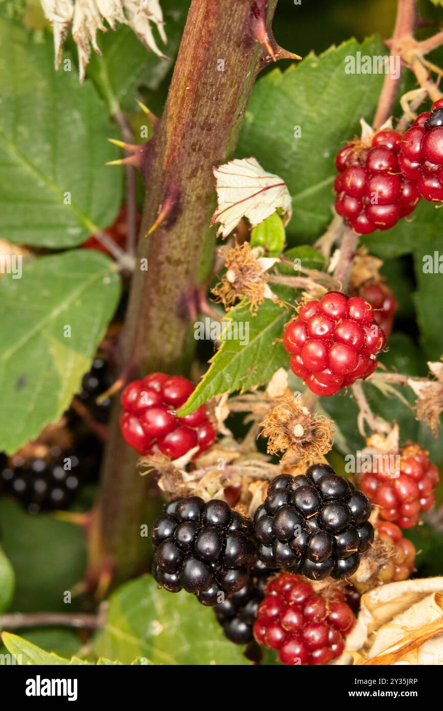 Primo piano di Pacific BlackBerry, noto anche come rubus ursinus. Questo cespuglio di bacche selvatiche ha deliziose more pronte per essere mangiate Foto Stock