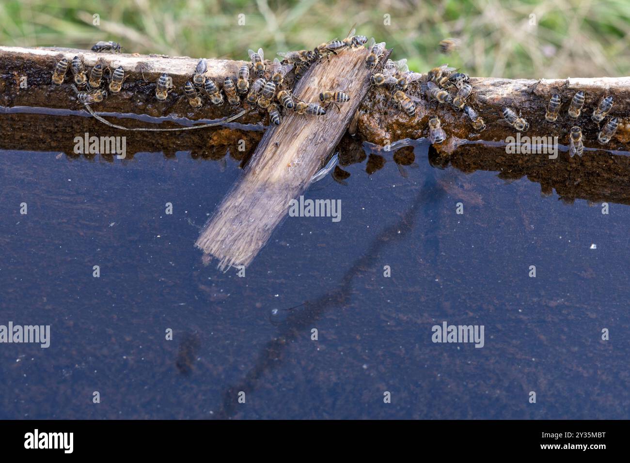 Api mellifere che bevono da una vaschetta di legno nelle calde giornate estive, Viscri, Romania Foto Stock