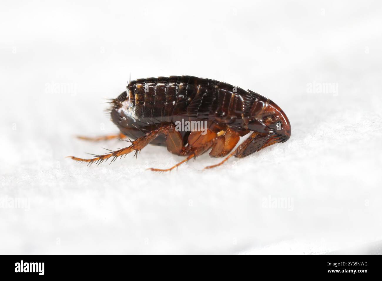 Pulci di gatto (Ctenocephalides felis). Un insetto saltato che può anche mordere dolorosamente un essere umano su un tovagliolo di carta. Foto Stock
