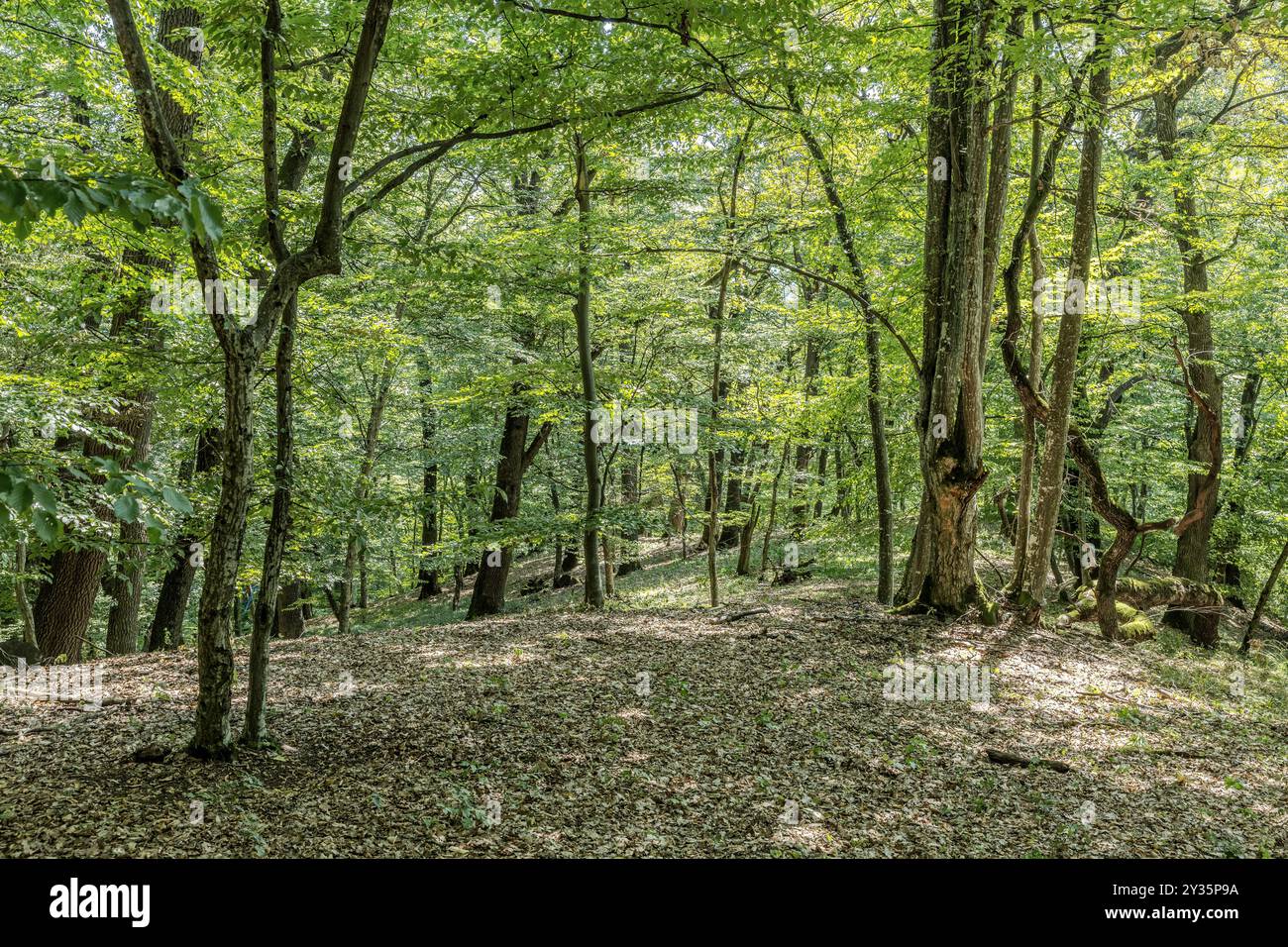 Foresta vicino a Cloasterf, Transilvania, Romania Foto Stock