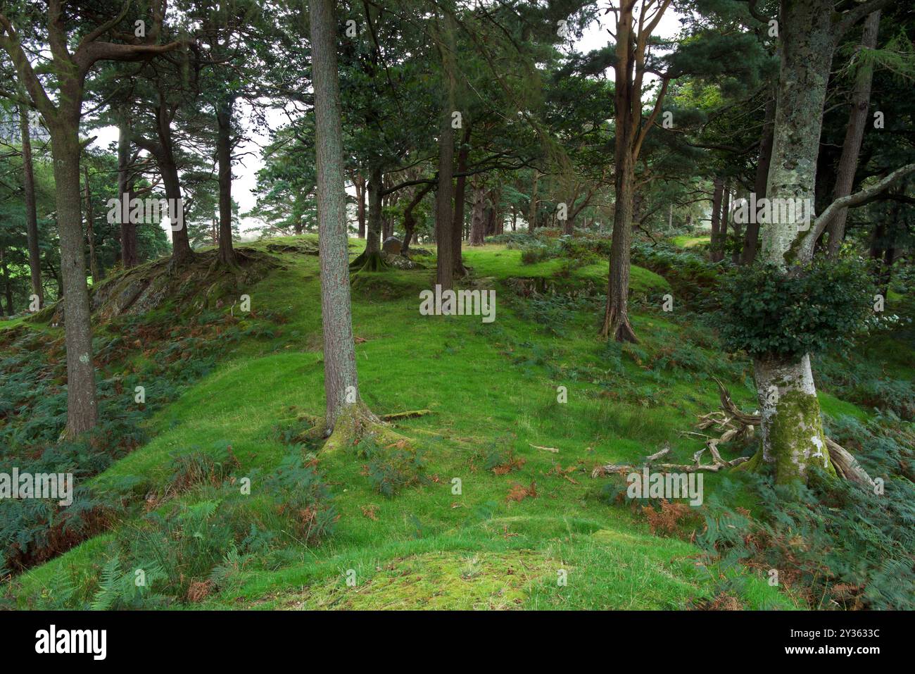 Questa foresta mista di conifere a Nant Ffrancon, Snowdonia, comprende larici, pini scozzesi e faggi. Supporta una ricca varietà di specie di funghi. Foto Stock