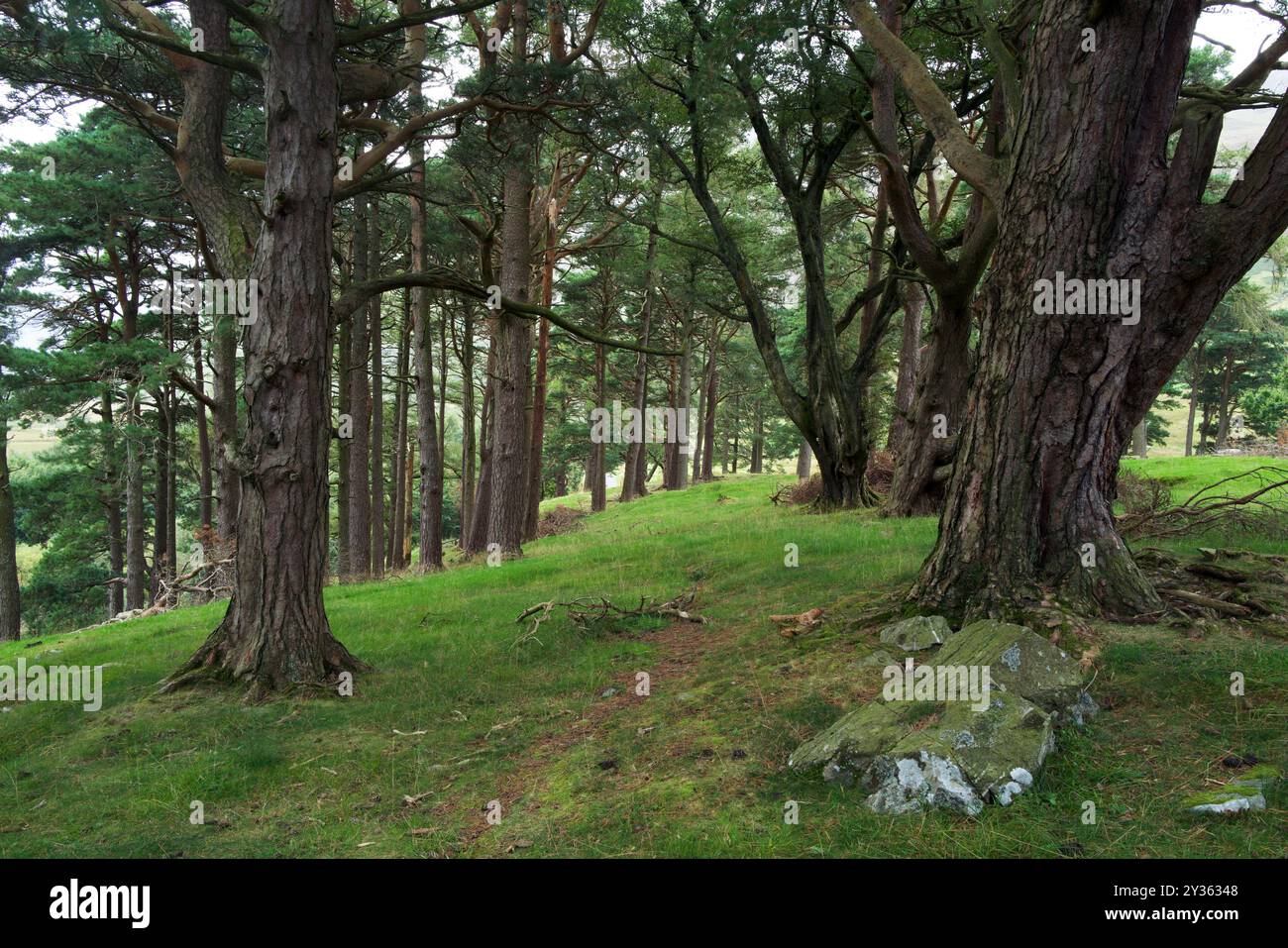 Questa foresta mista di conifere a Nant Ffrancon, Snowdonia, comprende larici, pini scozzesi e faggi. Supporta una ricca varietà di specie di funghi. Foto Stock