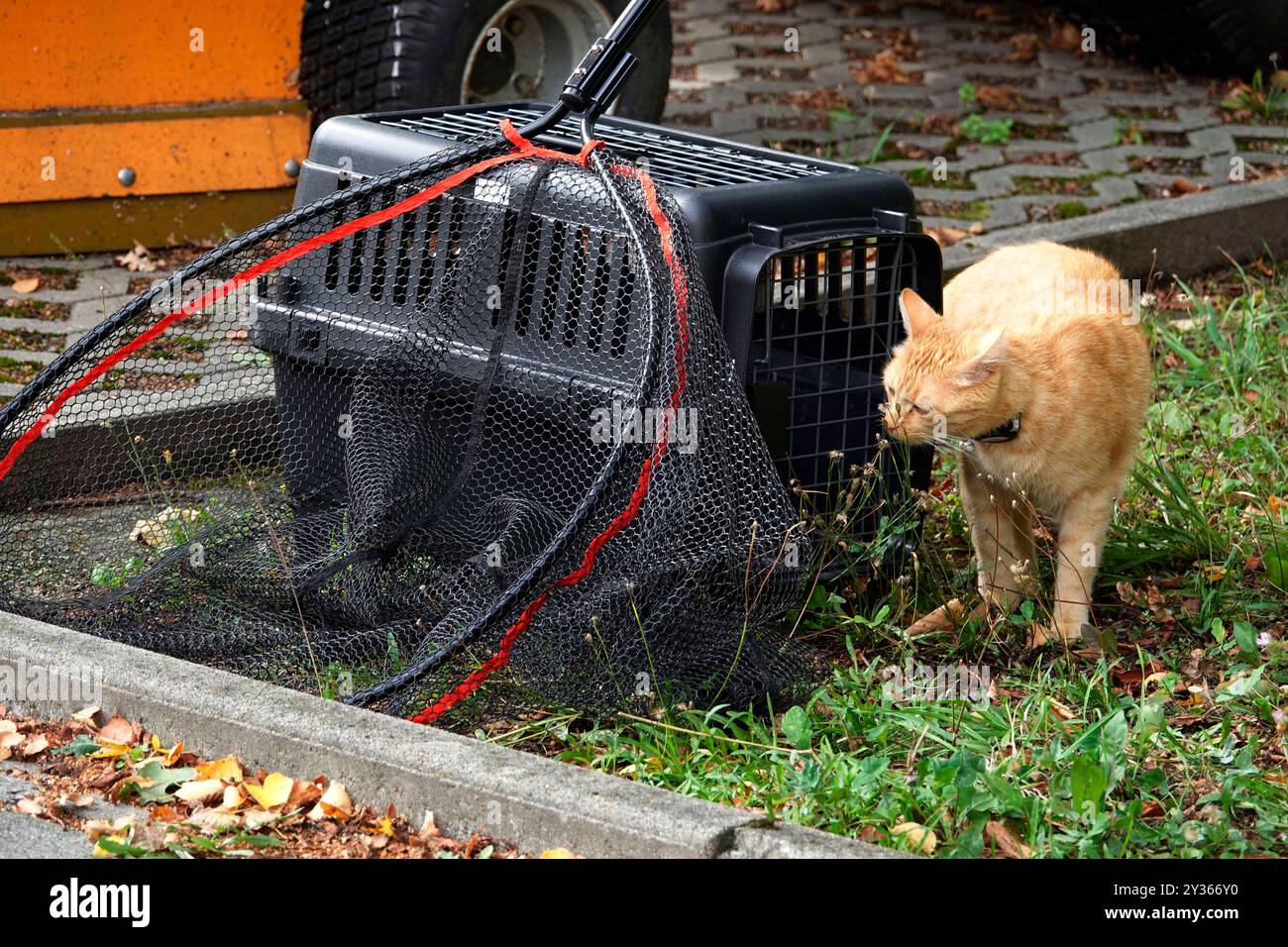 Tierrettung 12.09.2024, Chemnitz, Tierrettung am Donnerstag wurde die Feuerwehr gegen 13,30 Uhr in Chemnitz auf den Sonnenberg zur Sebastian- Bach- Straße 74 gerufen. Dort War eine Katze hoch auf einem Baum. Die Katze Evi 2 wer schon mehrere Stunden auf dem Baum in etwa 6m Höhe. Die Besitzerin Vivien Kainz sorgte sich sehr und spannte mit ihren Mitbewohnerinnen ein Battlaken als Sprungtuch auf. Die Katze klagte jämmerlich und hatte deutlich Angst. Die herbeigerufene Feuerwehr konnte nicht helfen, da Die Drehleiter nicht durch die Innenhofdurchfahrt passte. Suora wird am Abend ein Baumkletterer d Foto Stock