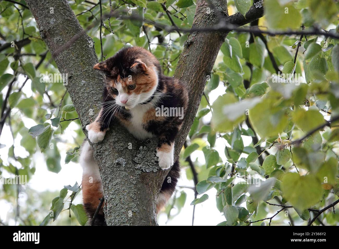 Tierrettung 12.09.2024, Chemnitz, Tierrettung am Donnerstag wurde die Feuerwehr gegen 13,30 Uhr in Chemnitz auf den Sonnenberg zur Sebastian- Bach- Straße 74 gerufen. Dort War eine Katze hoch auf einem Baum. Die Katze Evi 2 wer schon mehrere Stunden auf dem Baum in etwa 6m Höhe. Die Besitzerin Vivien Kainz sorgte sich sehr und spannte mit ihren Mitbewohnerinnen ein Battlaken als Sprungtuch auf. Die Katze klagte jämmerlich und hatte deutlich Angst. Die herbeigerufene Feuerwehr konnte nicht helfen, da Die Drehleiter nicht durch die Innenhofdurchfahrt passte. Suora wird am Abend ein Baumkletterer d Foto Stock
