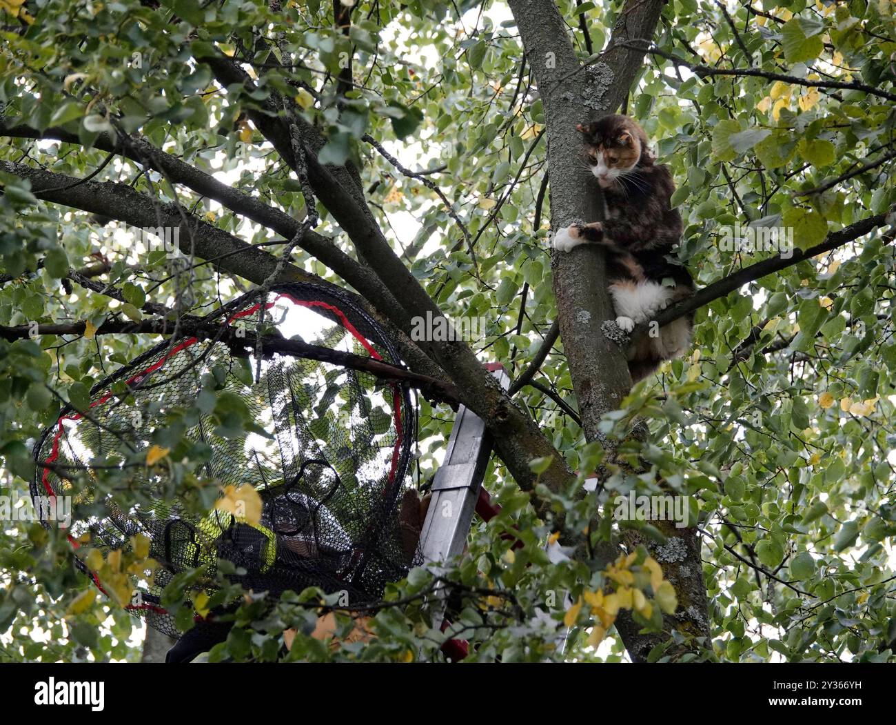 Tierrettung 12.09.2024, Chemnitz, Tierrettung am Donnerstag wurde die Feuerwehr gegen 13,30 Uhr in Chemnitz auf den Sonnenberg zur Sebastian- Bach- Straße 74 gerufen. Dort War eine Katze hoch auf einem Baum. Die Katze Evi 2 wer schon mehrere Stunden auf dem Baum in etwa 6m Höhe. Die Besitzerin Vivien Kainz sorgte sich sehr und spannte mit ihren Mitbewohnerinnen ein Battlaken als Sprungtuch auf. Die Katze klagte jämmerlich und hatte deutlich Angst. Die herbeigerufene Feuerwehr konnte nicht helfen, da Die Drehleiter nicht durch die Innenhofdurchfahrt passte. Suora wird am Abend ein Baumkletterer d Foto Stock