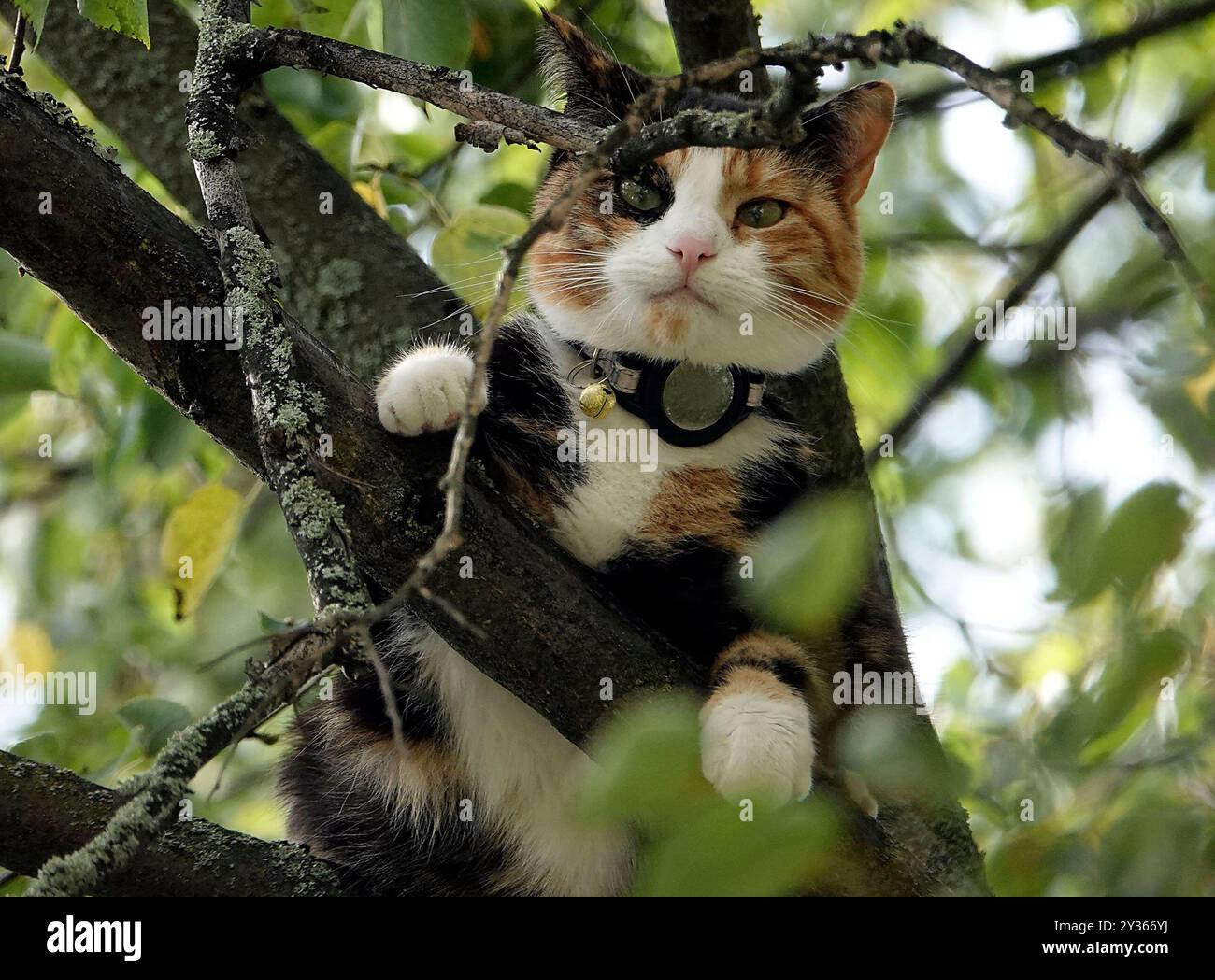 Tierrettung 12.09.2024, Chemnitz, Tierrettung am Donnerstag wurde die Feuerwehr gegen 13,30 Uhr in Chemnitz auf den Sonnenberg zur Sebastian- Bach- Straße 74 gerufen. Dort War eine Katze hoch auf einem Baum. Die Katze Evi 2 wer schon mehrere Stunden auf dem Baum in etwa 6m Höhe. Die Besitzerin Vivien Kainz sorgte sich sehr und spannte mit ihren Mitbewohnerinnen ein Battlaken als Sprungtuch auf. Die Katze klagte jämmerlich und hatte deutlich Angst. Die herbeigerufene Feuerwehr konnte nicht helfen, da Die Drehleiter nicht durch die Innenhofdurchfahrt passte. Suora wird am Abend ein Baumkletterer d Foto Stock