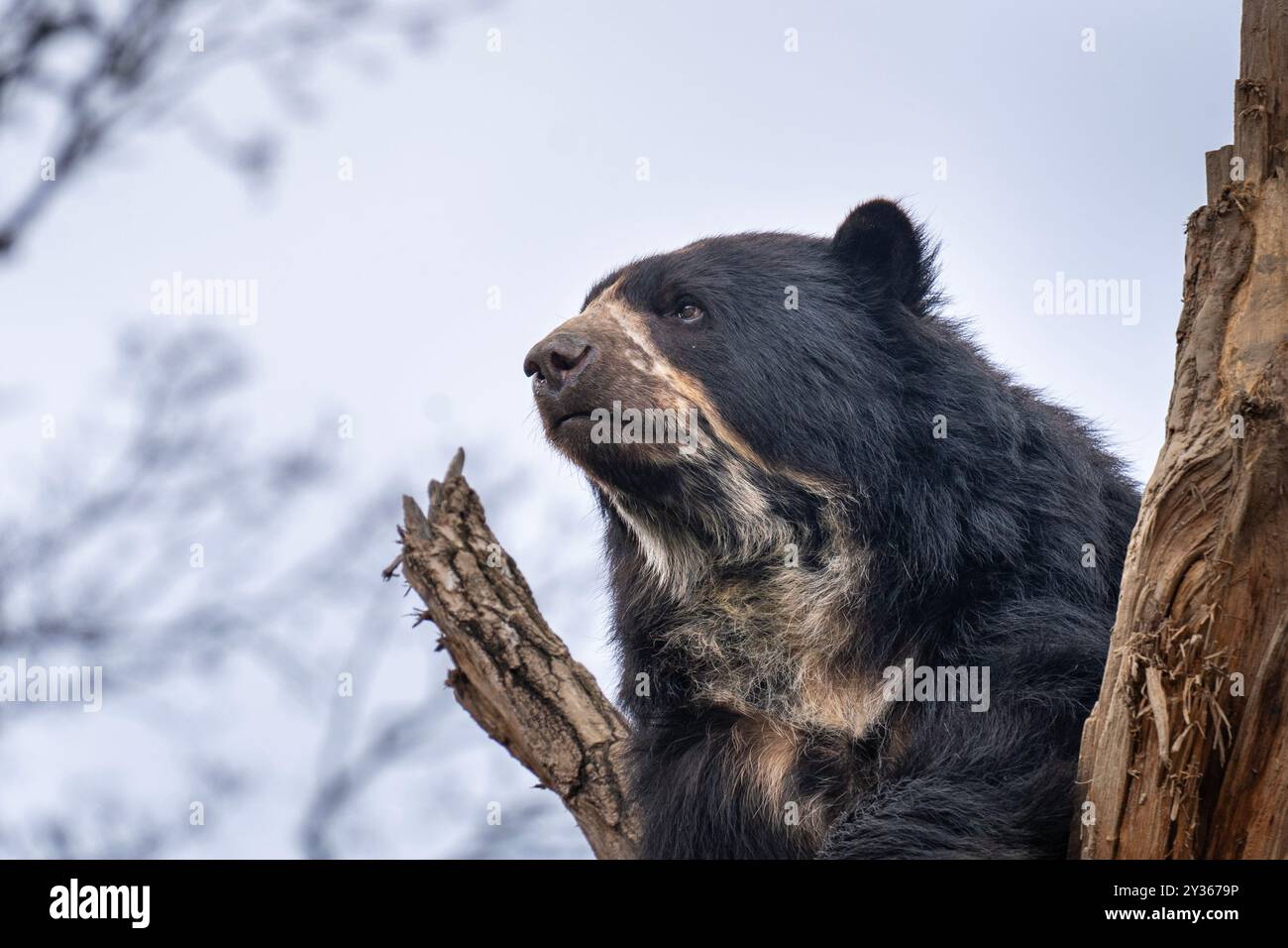 Orso spettrale (Tremarctos ornatus) sulla cima di un albero Foto Stock