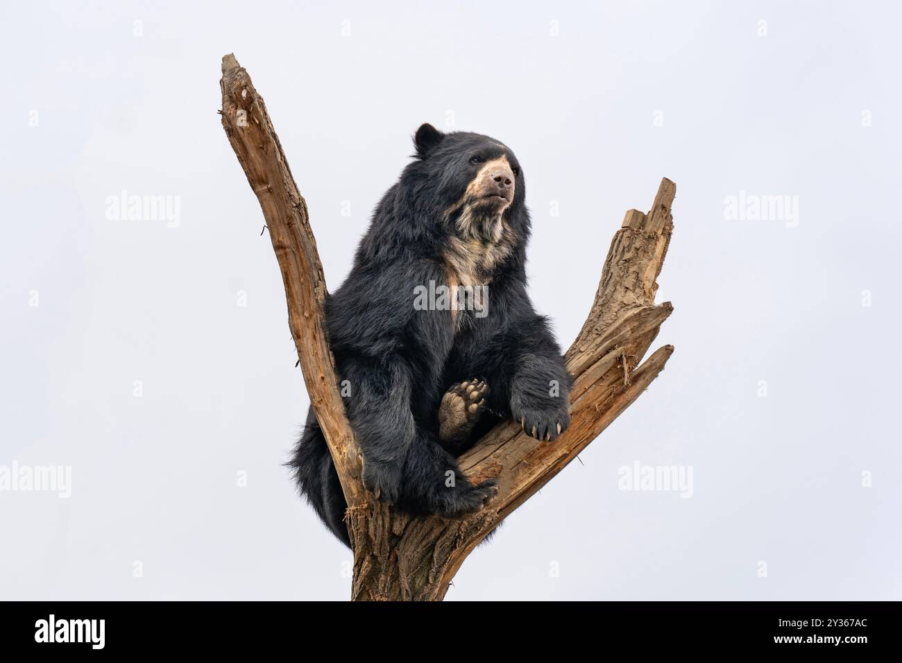 Orso spettrale (Tremarctos ornatus) sulla cima di un albero Foto Stock