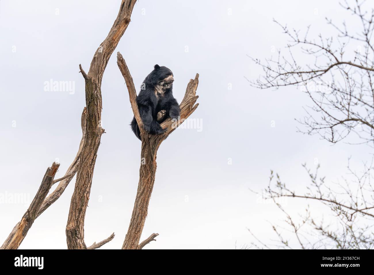 Orso spettrale (Tremarctos ornatus) sulla cima di un albero Foto Stock