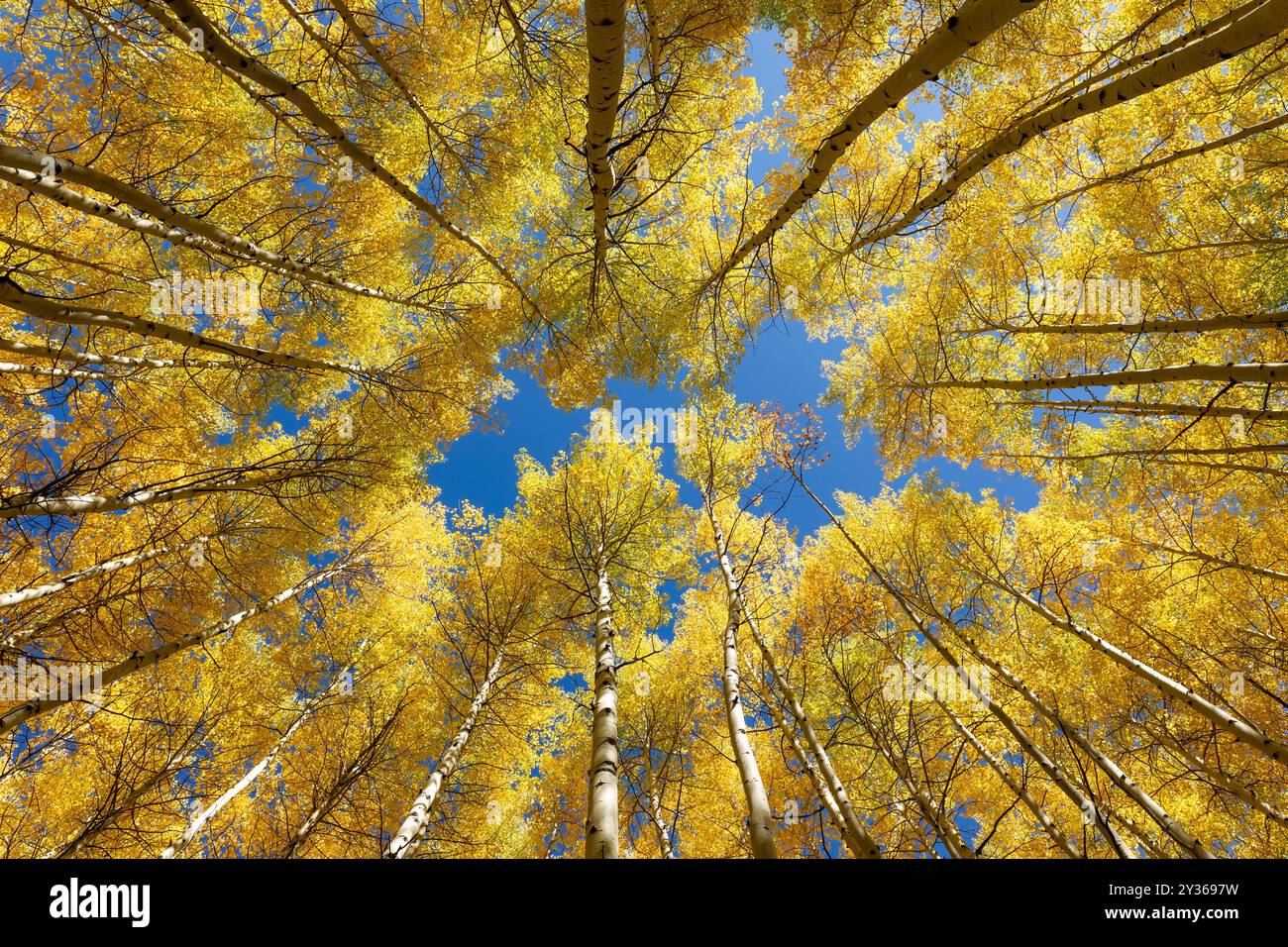 Guardando verso l'alto il cielo blu e gli alberi di pioppo autunnali al picco del colore autunnale in Colorado Foto Stock