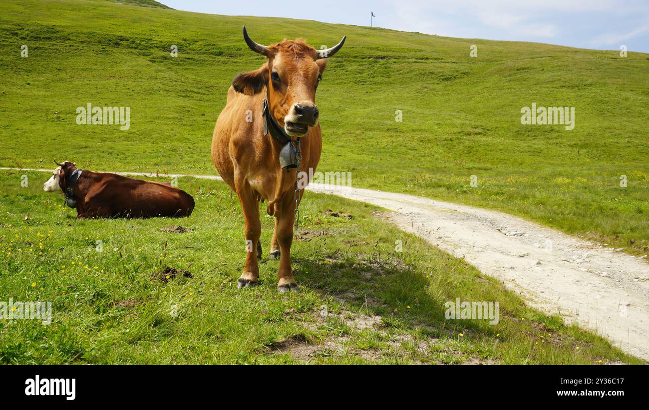 Primo piano di mucche di montagna con campane nelle Alpi svizzere Foto Stock