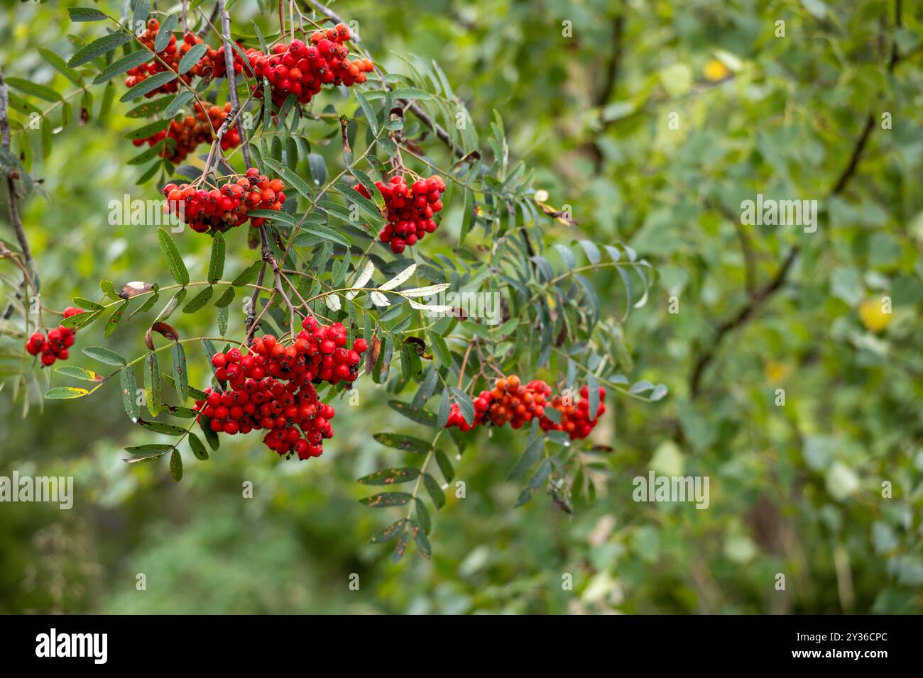 Una vista ravvicinata delle vivaci bacche rosse appese a un ramo verde, adagiato su uno sfondo sfocato di fogliame. Foto Stock