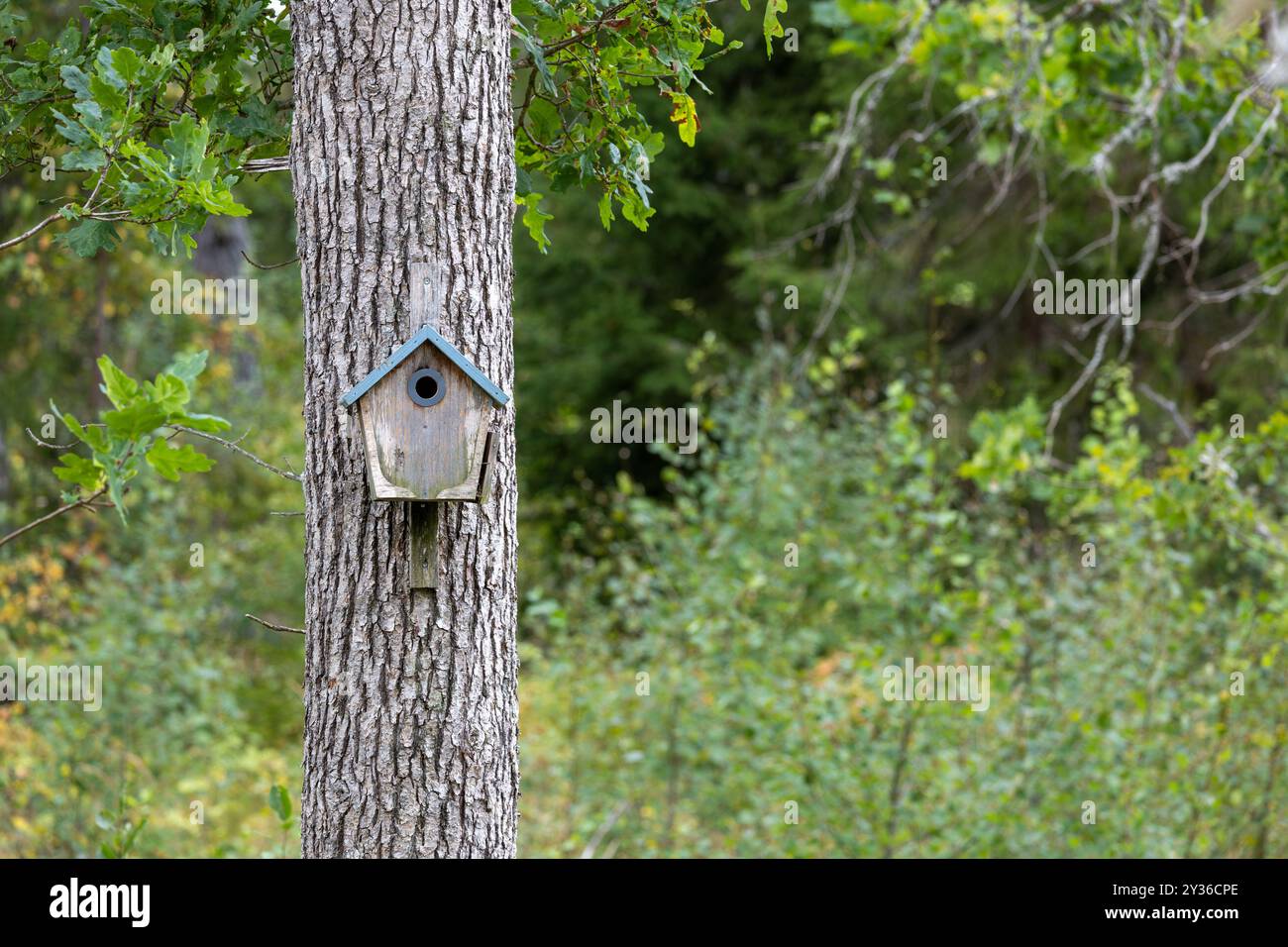 Una casa per gli uccelli rustica attaccata ad un tronco di albero, circondata da lussureggianti foglie verdi. La birdhouse è caratterizzata da un tetto blu ed è immersa in un ambiente naturale all'aperto Foto Stock