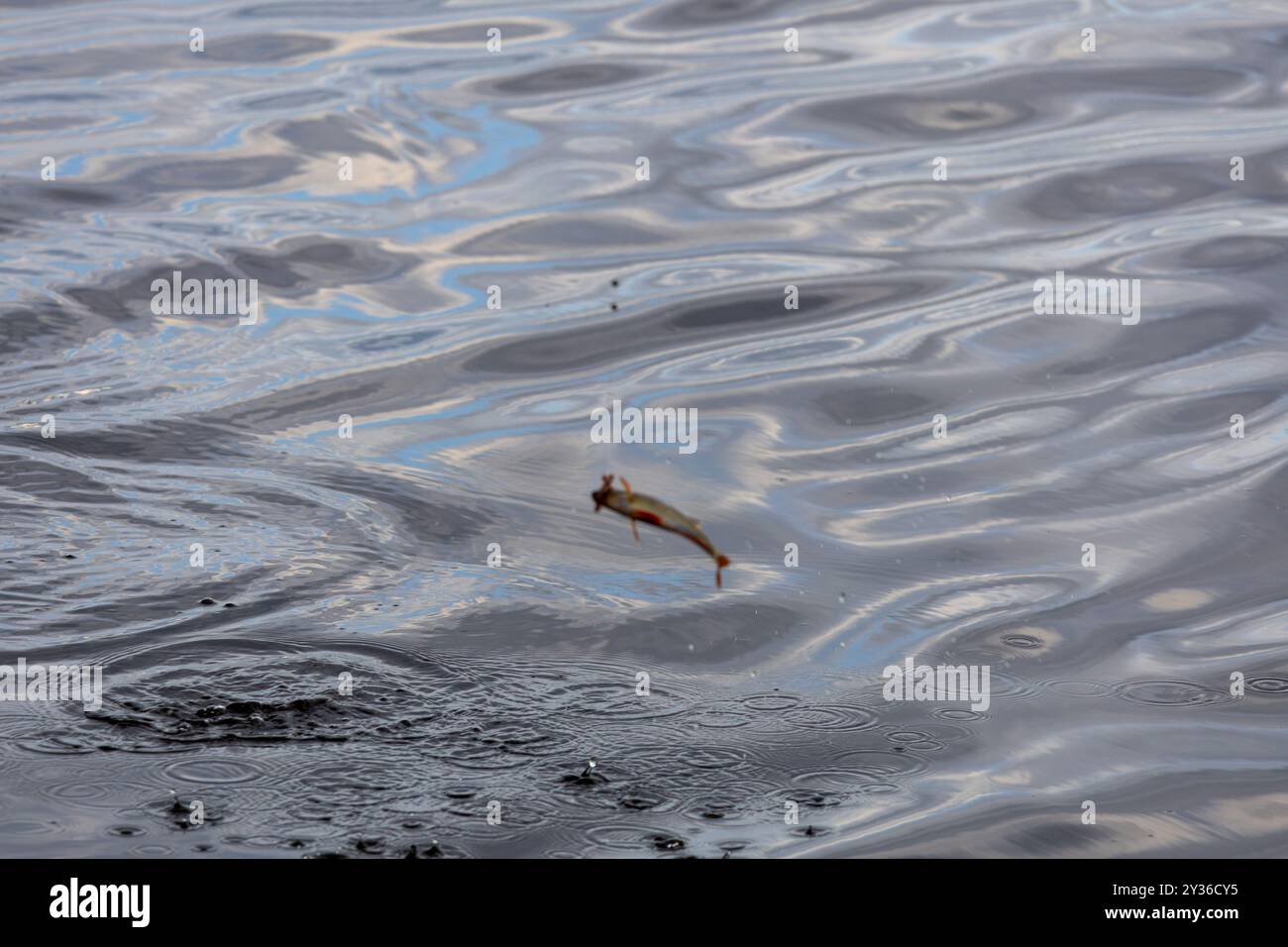 Un pesce che salta fuori dall'acqua, creando increspature sulla superficie. L'acqua è riflettente con una texture ondulata che cattura i colori del cielo. Foto Stock