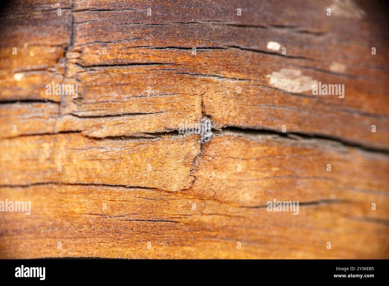 Attulus terebratus famiglia Salticidae genere Attulus salto ragno natura selvaggia fotografia, immagine, sfondo Foto Stock
