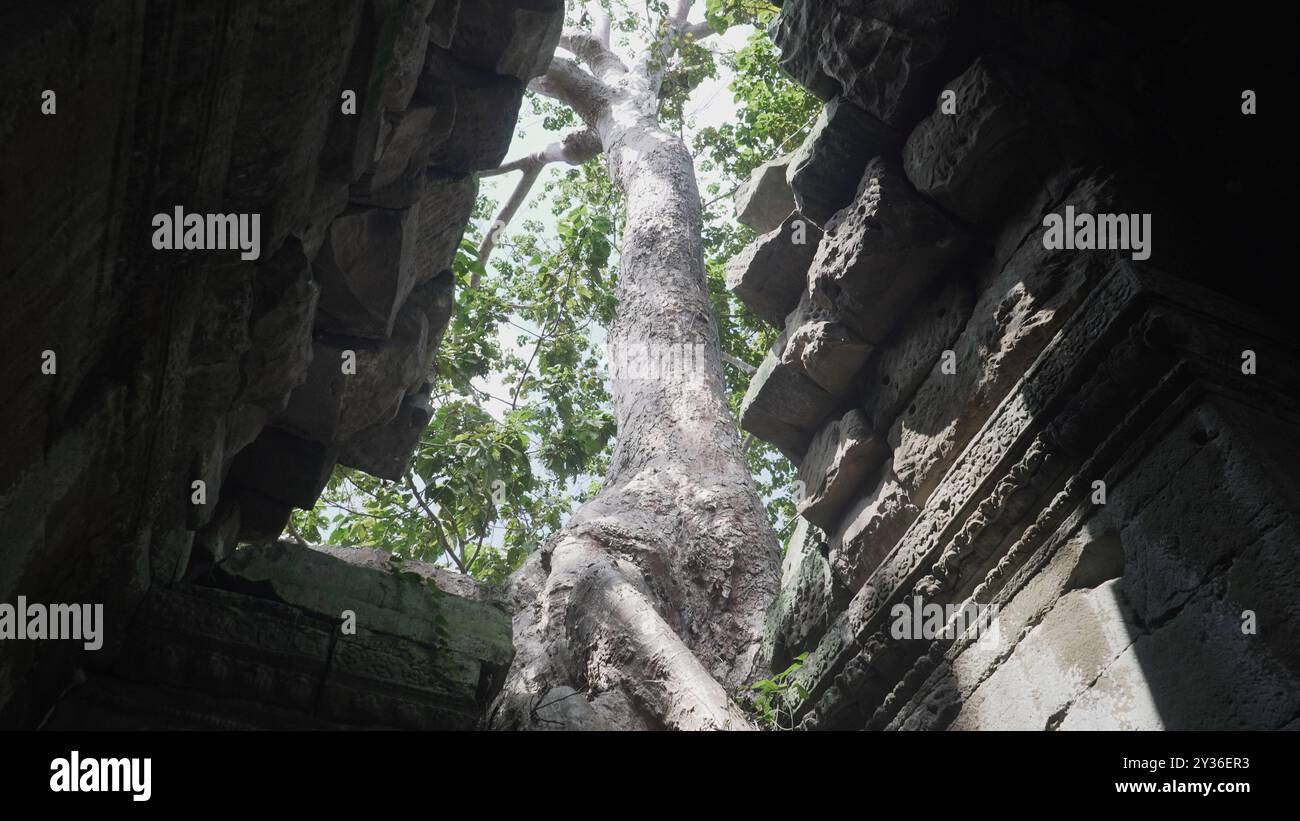 Albero antico che cresce attraverso le rovine del tempio cambogiano Foto Stock