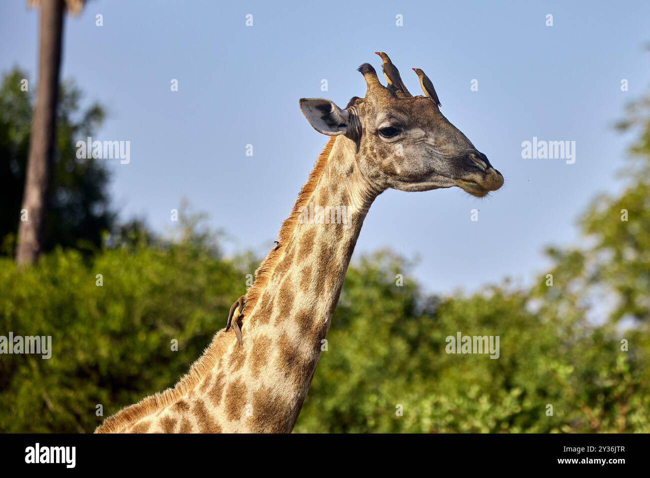 Le giraffe sono gli animali terrestri più alti della Terra, noti per il loro collo lungo, i caratteristici cappotti maculati e il comportamento gentile. Originaria delle savane e. Foto Stock