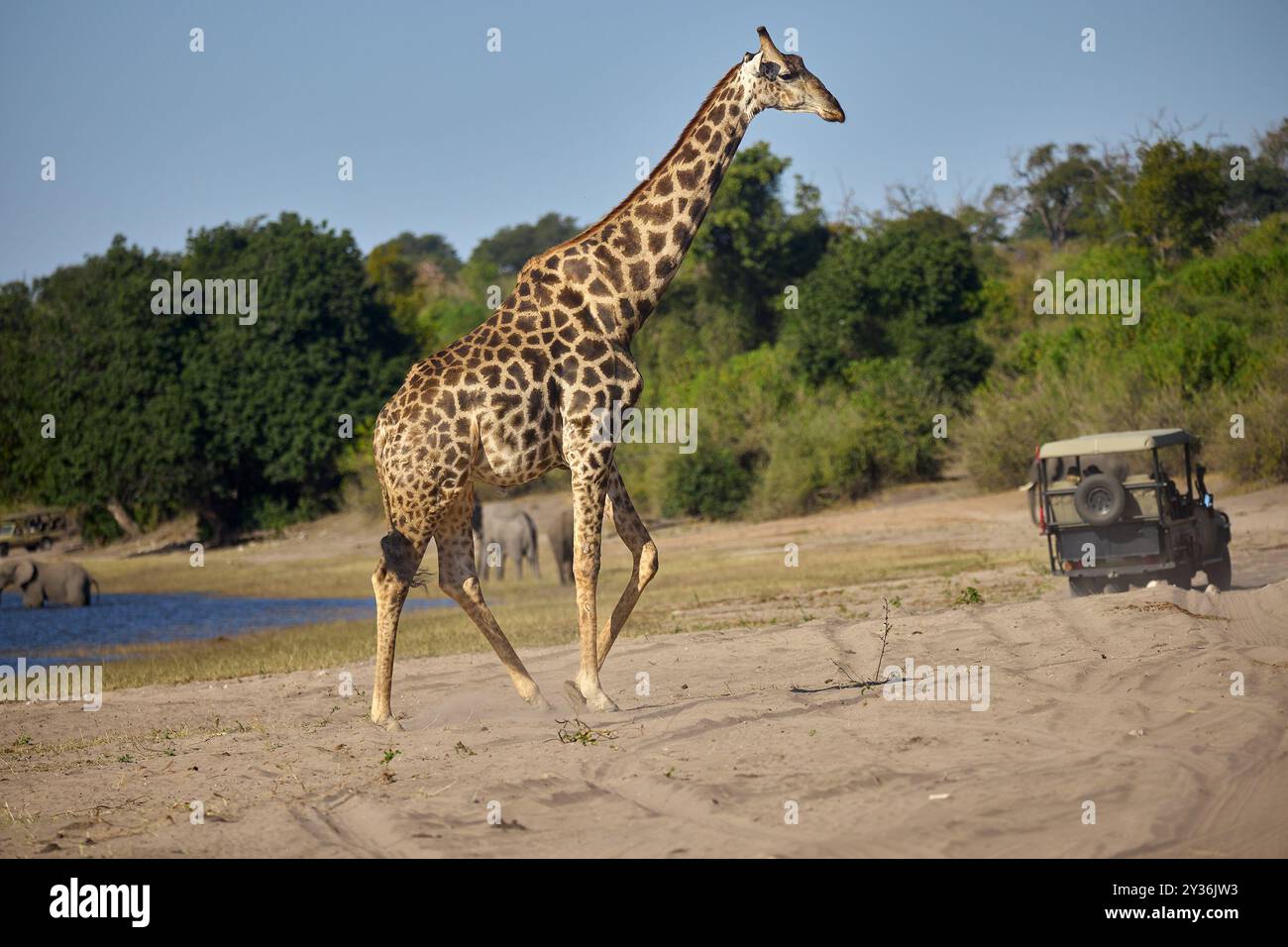 Le giraffe sono gli animali terrestri più alti della Terra, noti per il loro collo lungo, i caratteristici cappotti maculati e il comportamento gentile. Originaria delle savane e. Foto Stock